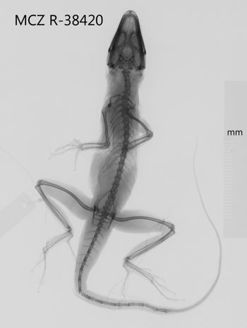 Media type: image;   Herpetology R-38420 Aspect: dorsoventral x-ray